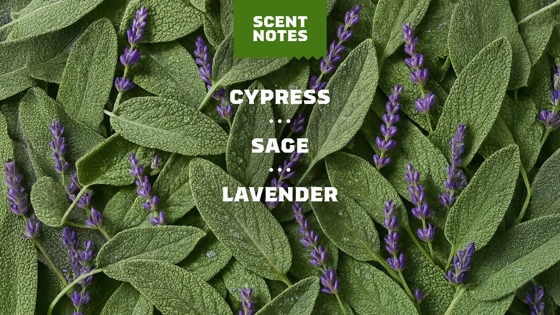 Alpine Sage - Bright Morning Wash