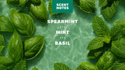 Spearmint Basil - Crisp Clean