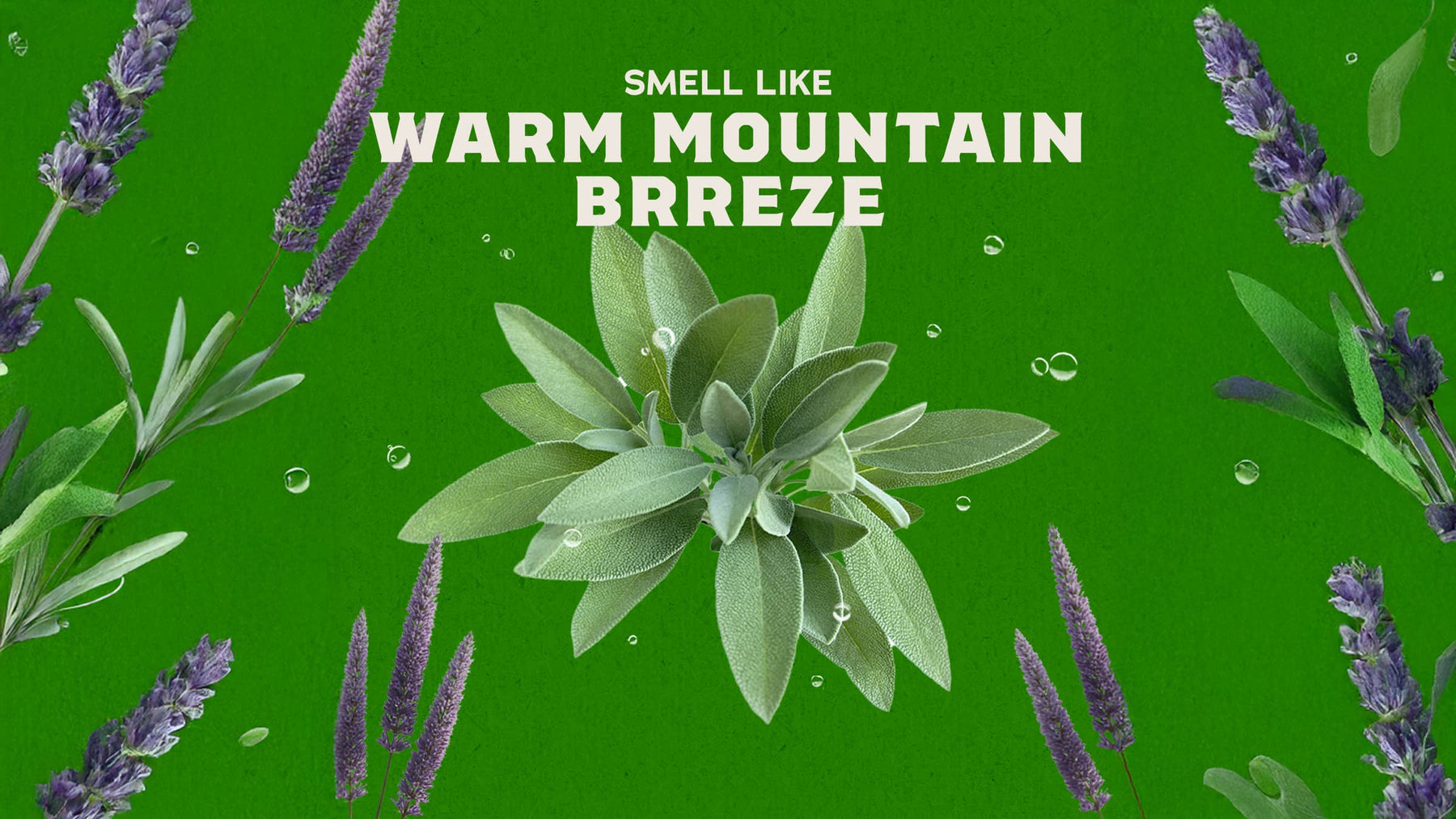 Alpine Sage - Bright Morning Wash